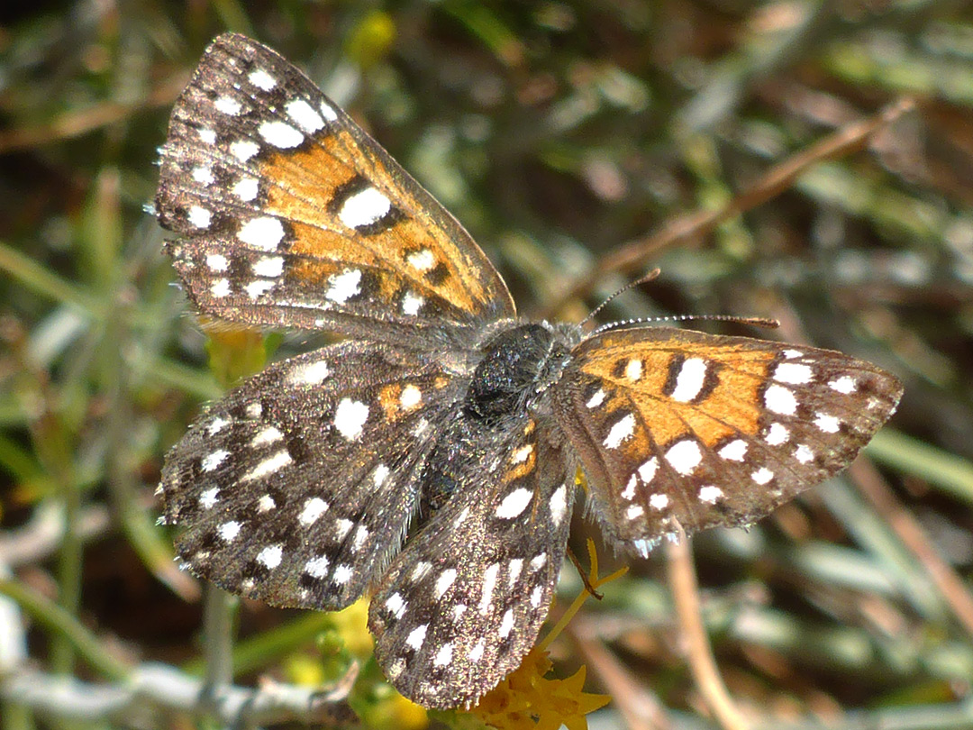 Palmer's metalmark