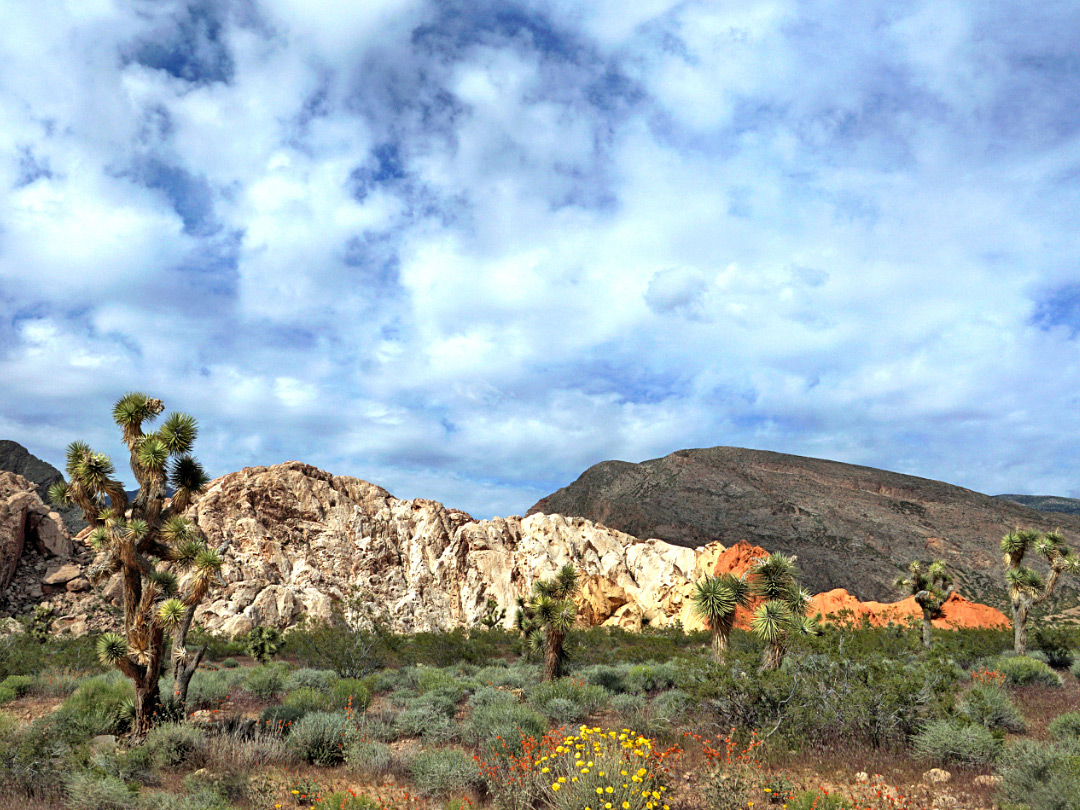 Rocks and joshua trees