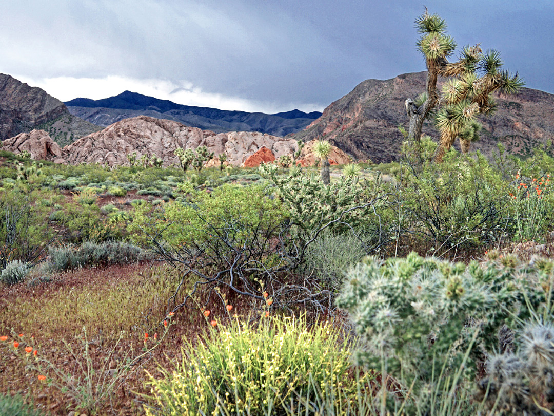 Varied vegetation