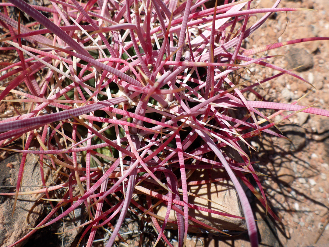 Ferocactus spines