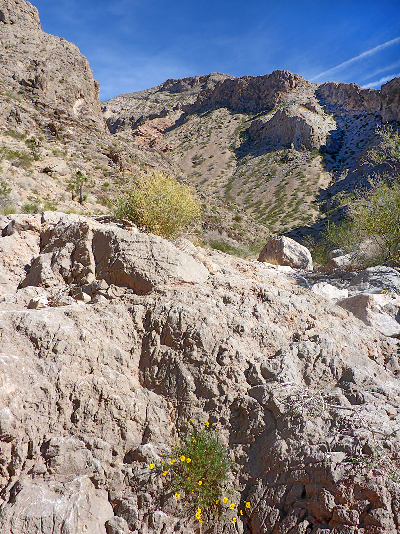 Kaibab limestone