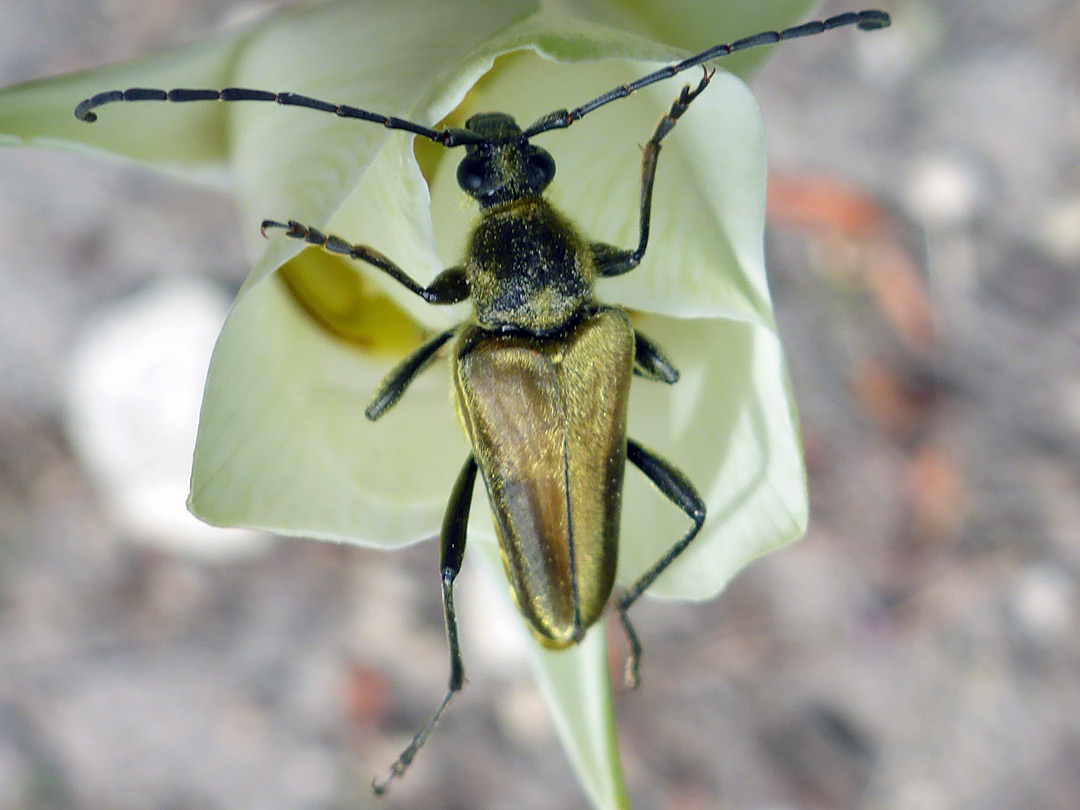 Yellow velvet beetle