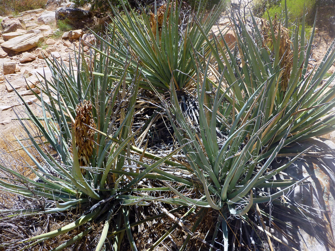 Banana yucca