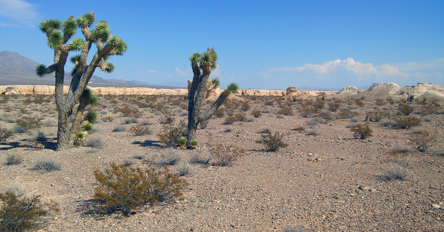 Mojave yucca on a desert plain