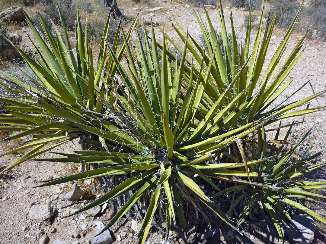 Mojave yucca