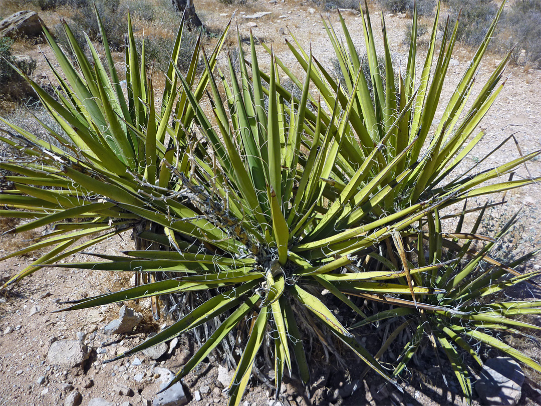 Small cluster