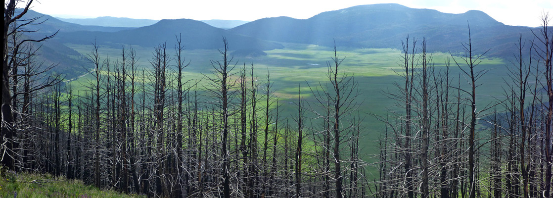 Burnt trees on the west side of Cerro Grande