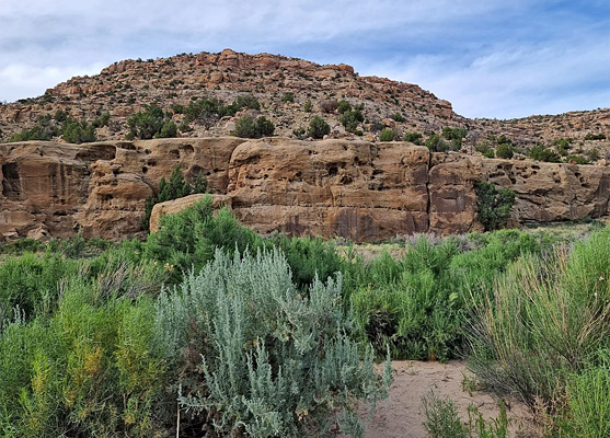 Bushes on sandy ground in Crow Canyon