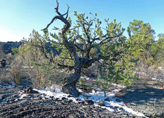 Pygmy pine