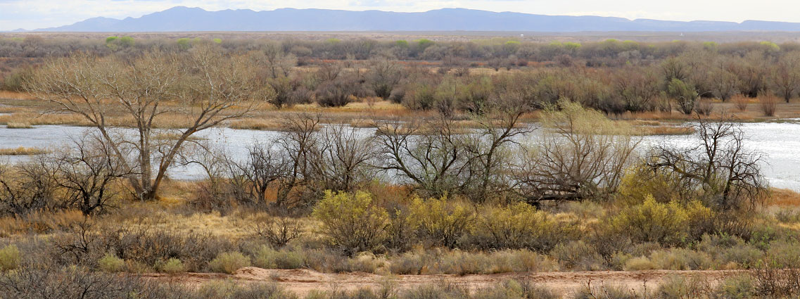 Leafless trees by open water, Sevilleta NWR