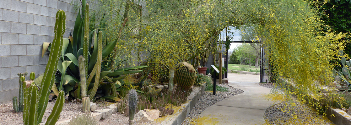 Pathway in the Succulent House