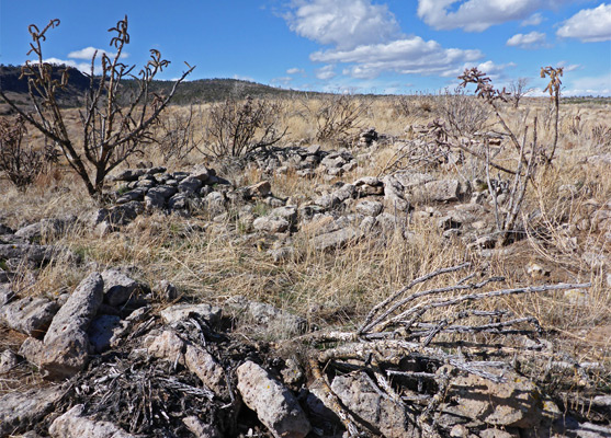 Tree cholla amidst a row of ruined rooms