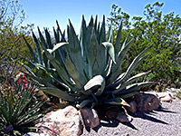 Agave and yucca