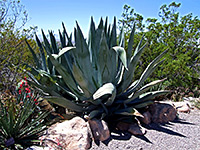 Agave americana