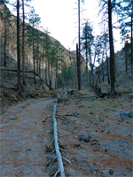 Trees in Alamo Canyon