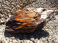 Lichen on petrified wood