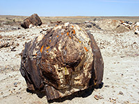 Petrified wood