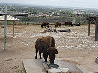 Bison