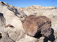 Petrified wood with growth rings