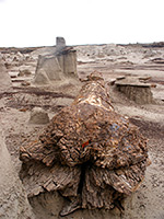 Base of petrified trunk