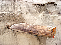 Protruding petrified log