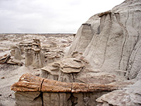 Petrified tree