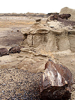 Petrified logs