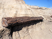 Dark brown petrified log