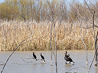 Cormorants