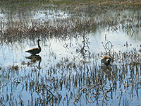 Canada geese