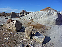 Petrified logs