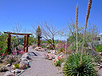 Cactus garden