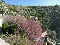 Bushes and cacti