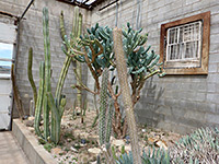 Cereus cacti