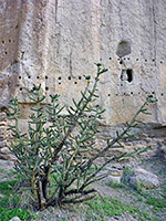 Cholla cactus