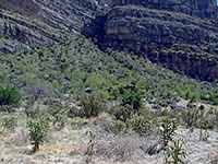 Cholla and grassland