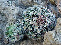 Coryphantha vivipara