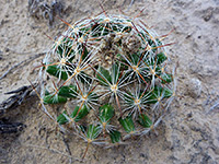 Coryphantha vivipara