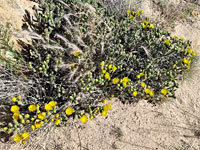 Whipple cholla