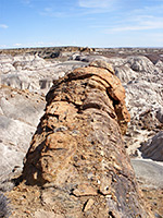 Huge petrified log