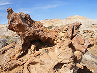 Petrified tree roots