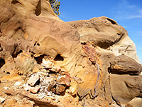 Petrified wood fragments