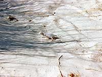 Bleached earless lizard