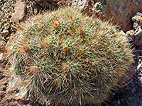 Echinocereus coccineus