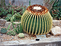 Echinocactus grusonii