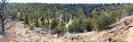 Overgrown crater in the middle of El Calderon cinder cone