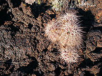 Echinocereus