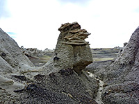Fossil Forest