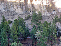 Trees and cliffs