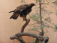 Golden eagle on a branch